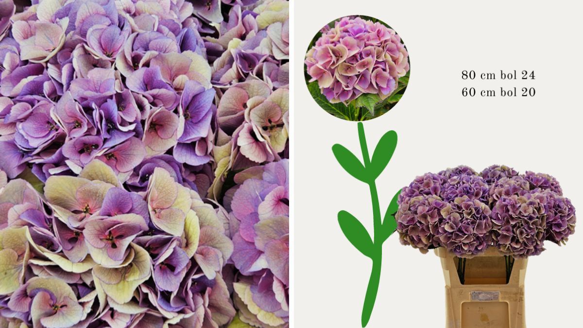 Hydrangea Royal Love In Between by De Hoge Es